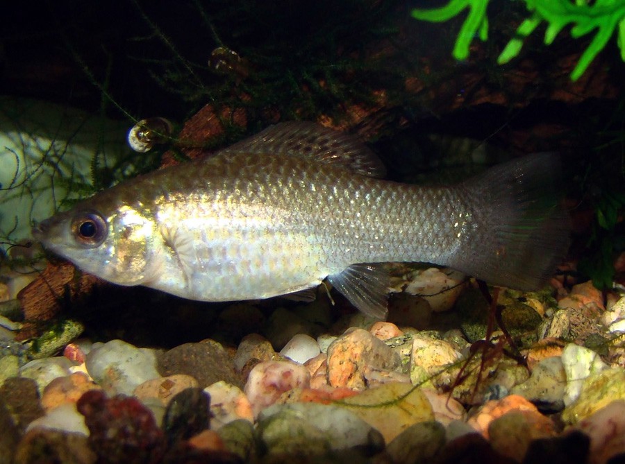 Poecilia Velifera 4