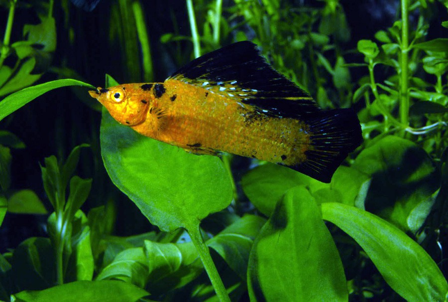 Poecilia Velifera 5
