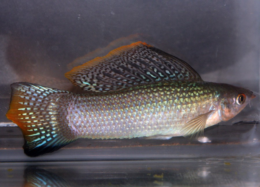 Poecilia Velifera 6