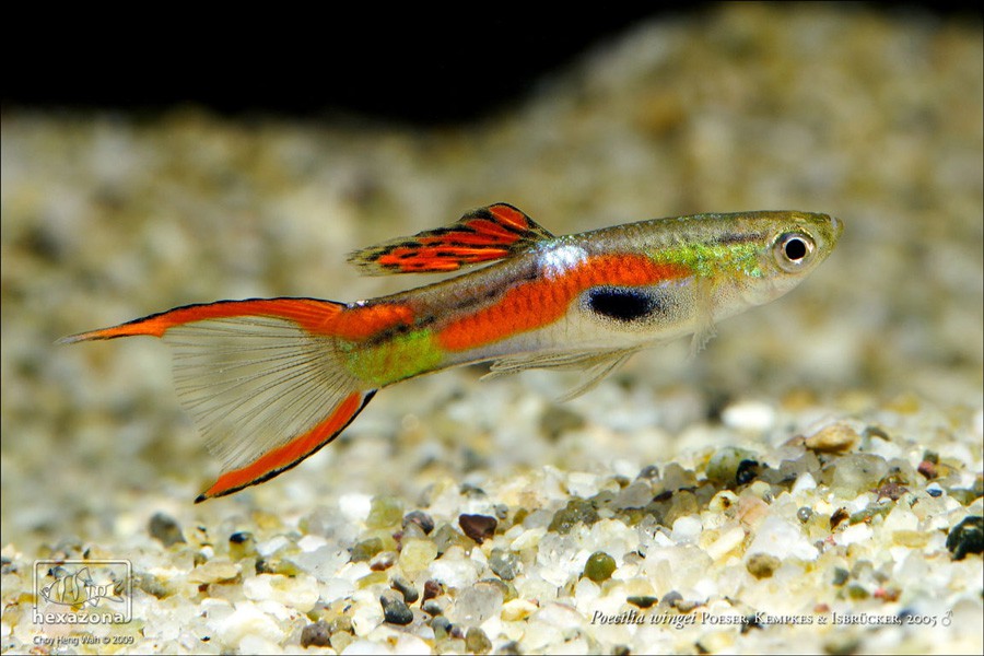 Endler