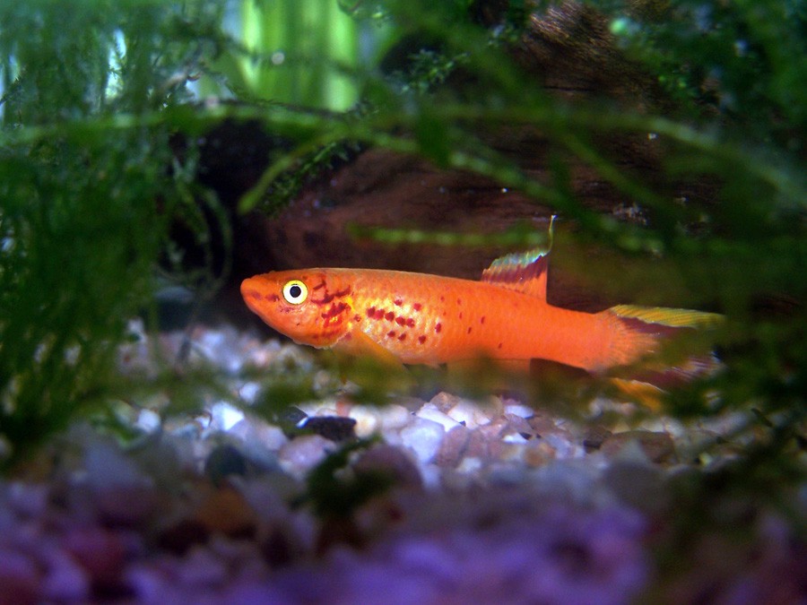 Poecilia Wingei 2