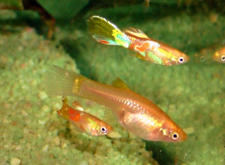 Poecilia Wingei 3