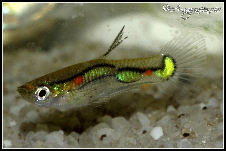 Poecilia Wingei 4