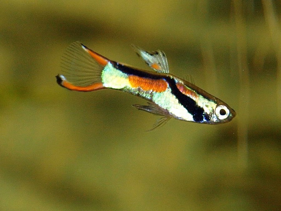Poecilia Wingei 5