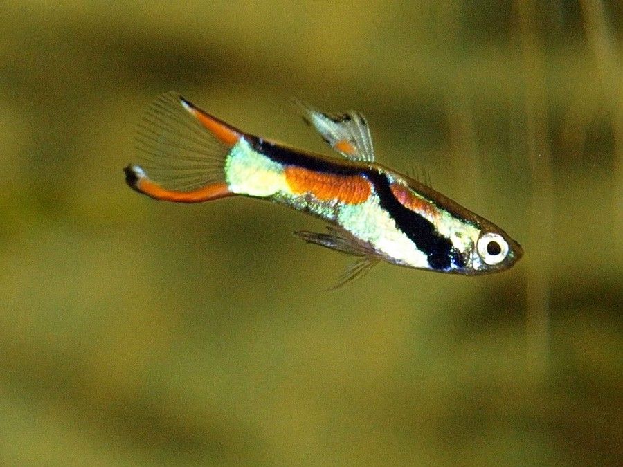 Poecilia Wingei 5