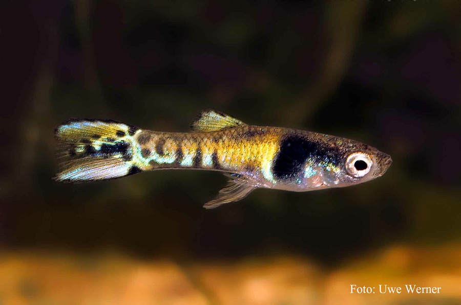 Poecilia Wingei 6