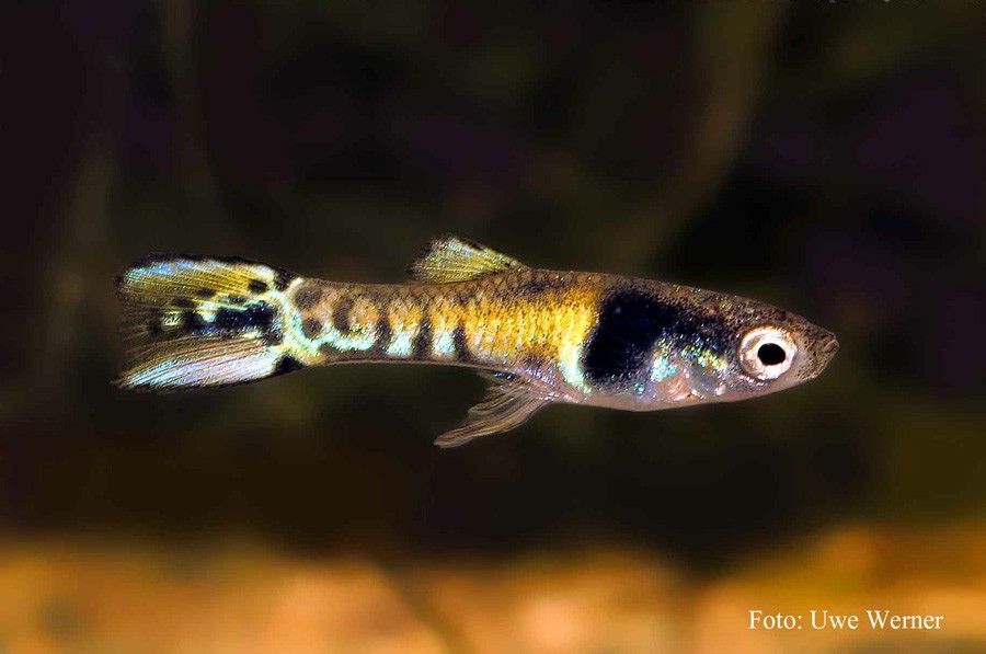 Poecilia Wingei 6