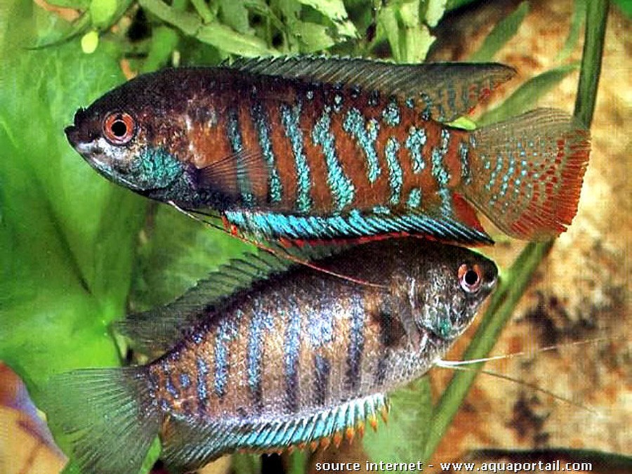 Polyacanthus Fasciatus 2