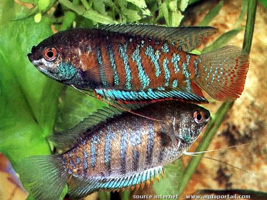 Polyacanthus Fasciatus 2