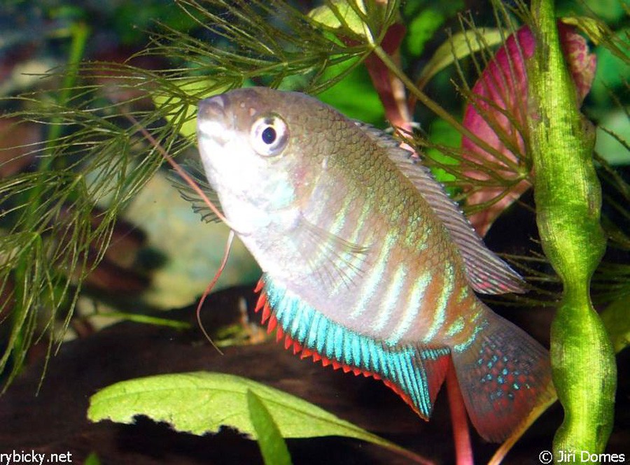 Polyacanthus Fasciatus 3