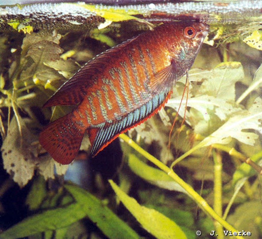 Polyacanthus Fasciatus 4