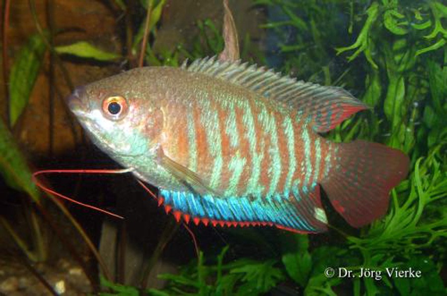 Polyacanthus Fasciatus 5