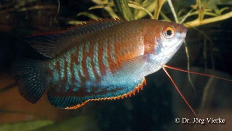 Polyacanthus Fasciatus 6