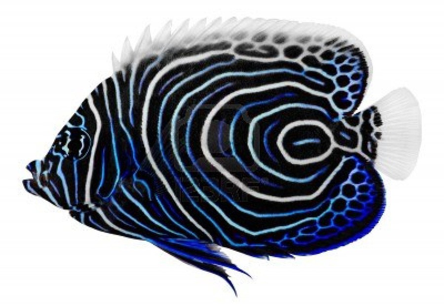 Pomacanthus Imperator 2