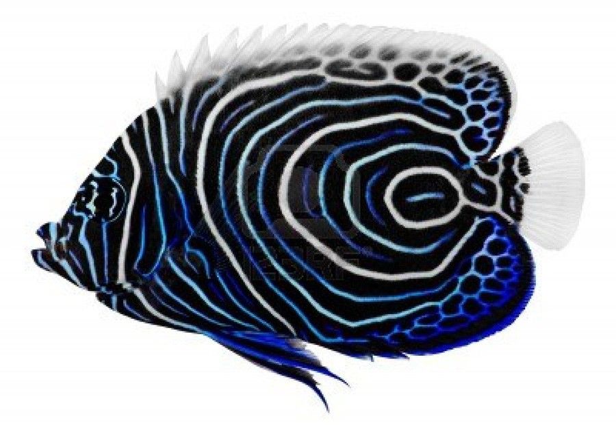 Pomacanthus Imperator 2