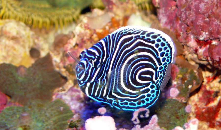 Pomacanthus Imperator 3