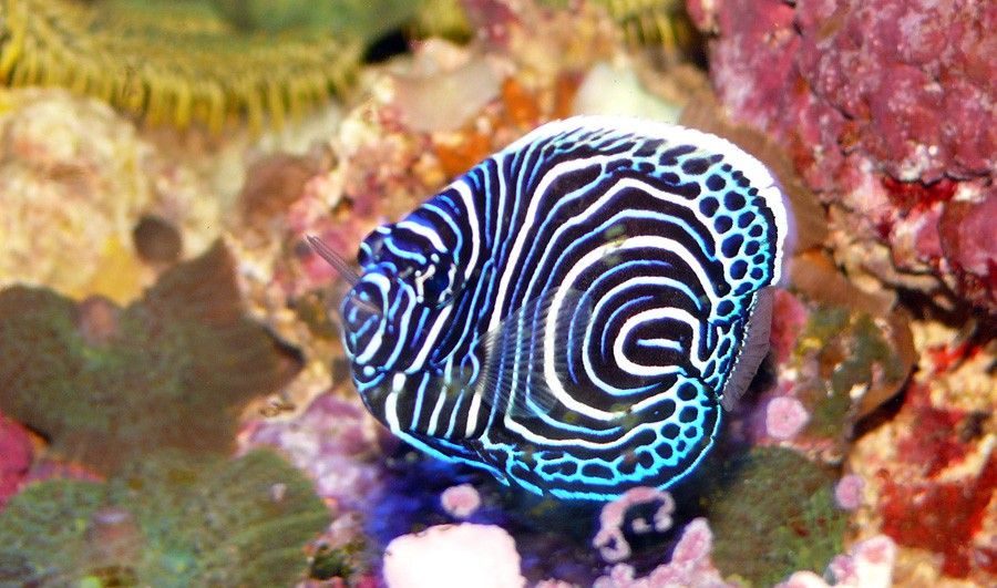 Pomacanthus Imperator 3
