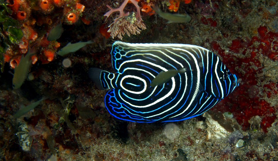 Pomacanthus Imperator 4