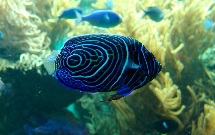 Pomacanthus Imperator 5