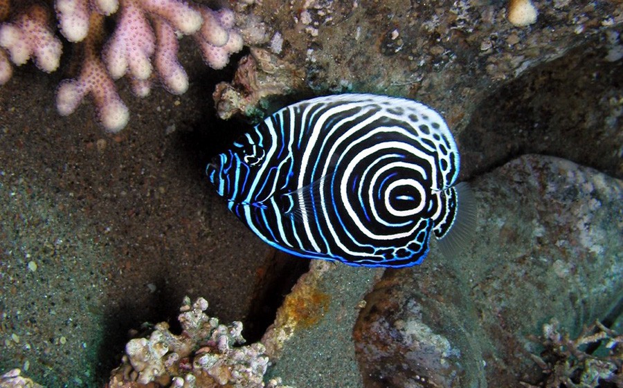 Pomacanthus Imperator 6