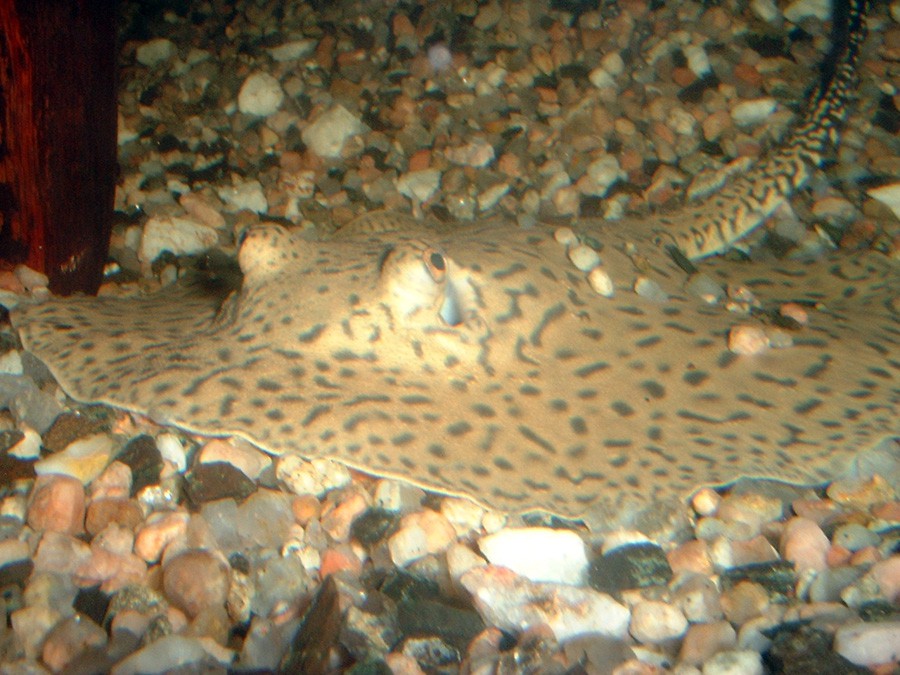 Potamotrygon Hystrix 2