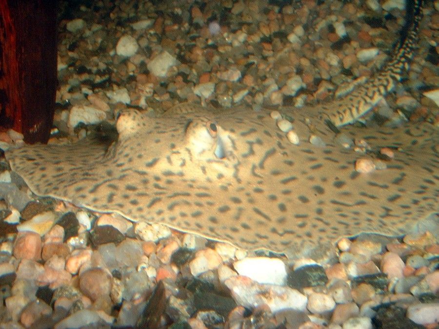 Potamotrygon Hystrix 2
