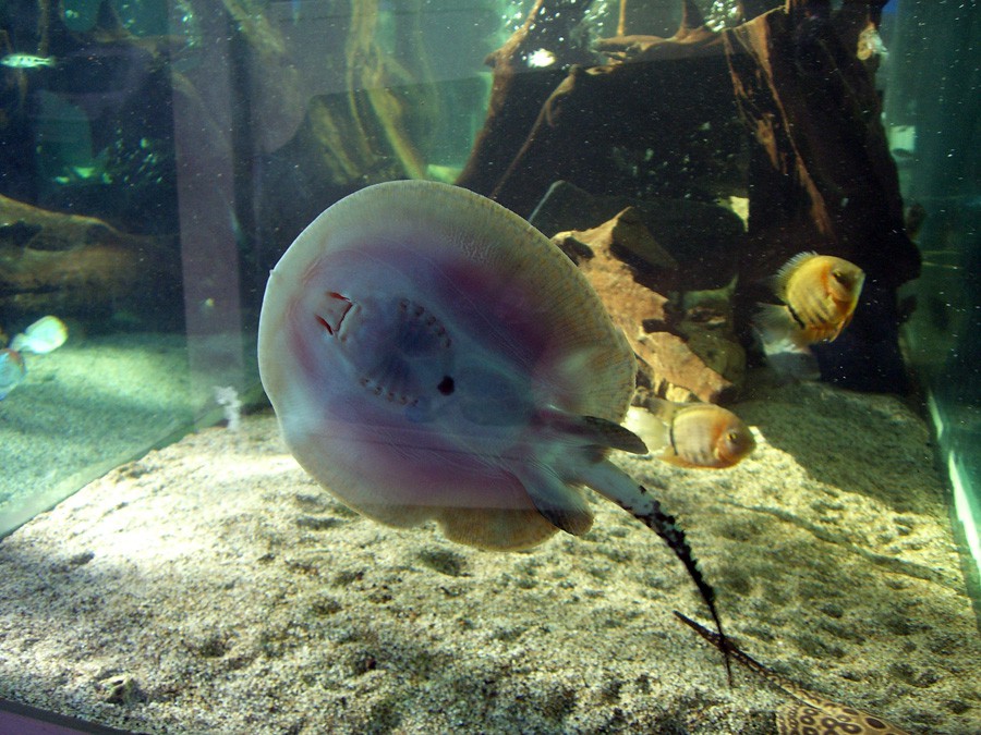 Potamotrygon Hystrix 3