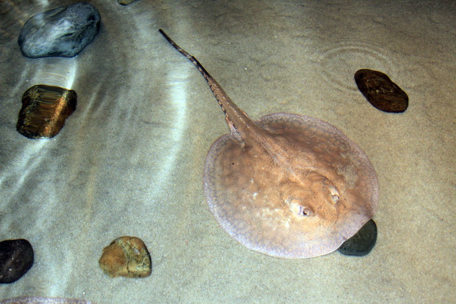 Potamotrygon Hystrix 4