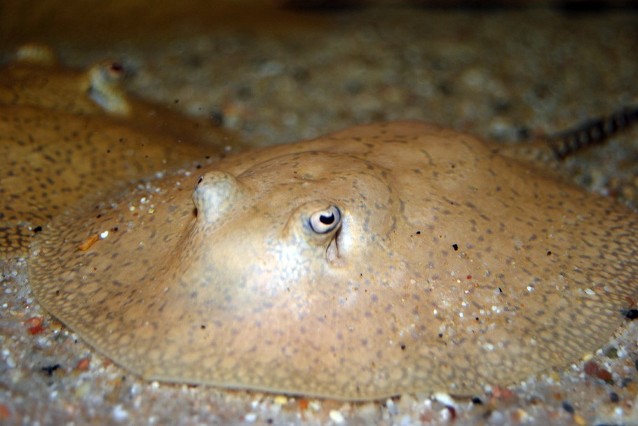 Potamotrygon Hystrix 5