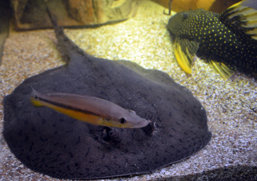 Potamotrygon Hystrix 6