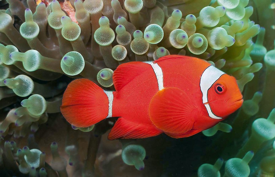 Premnas Biaculeatus 2