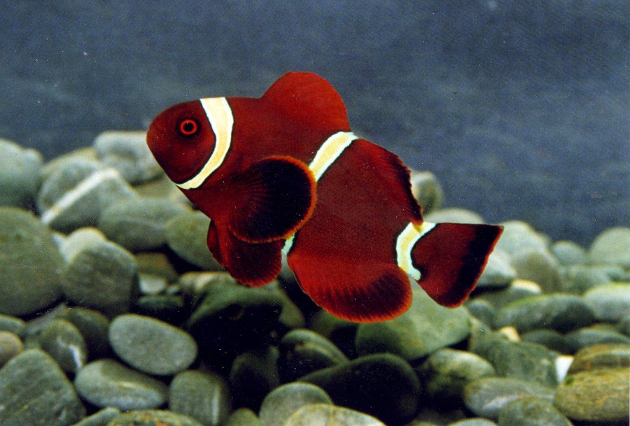 Premnas Biaculeatus 3