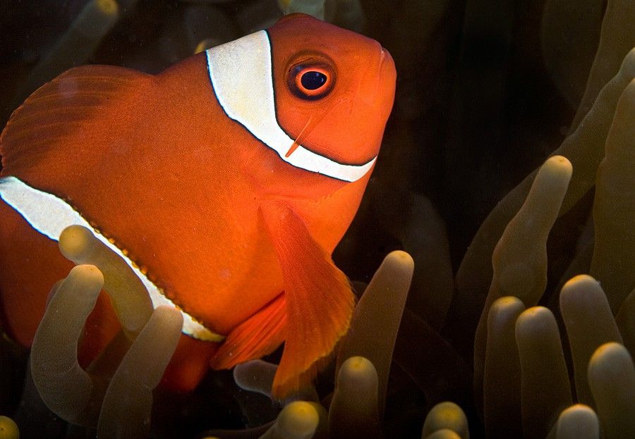 Premnas Biaculeatus 4
