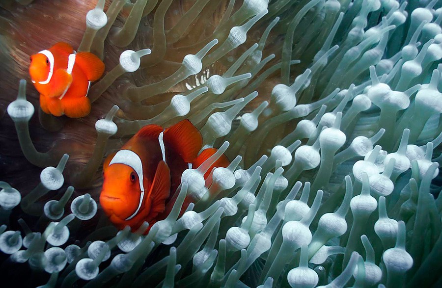 Premnas Biaculeatus 6