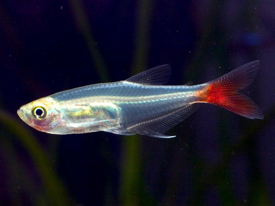 Prionobrama Filigera 2