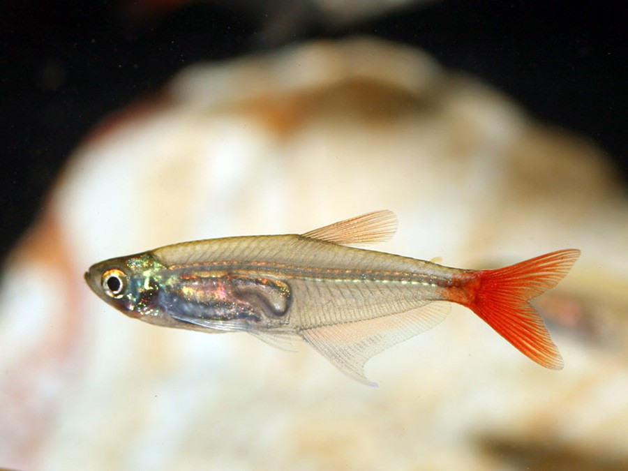 Prionobrama Filigera 3