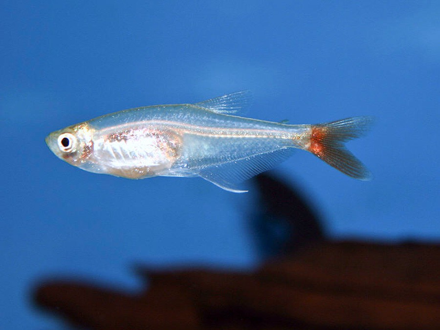 Prionobrama Filigera 4