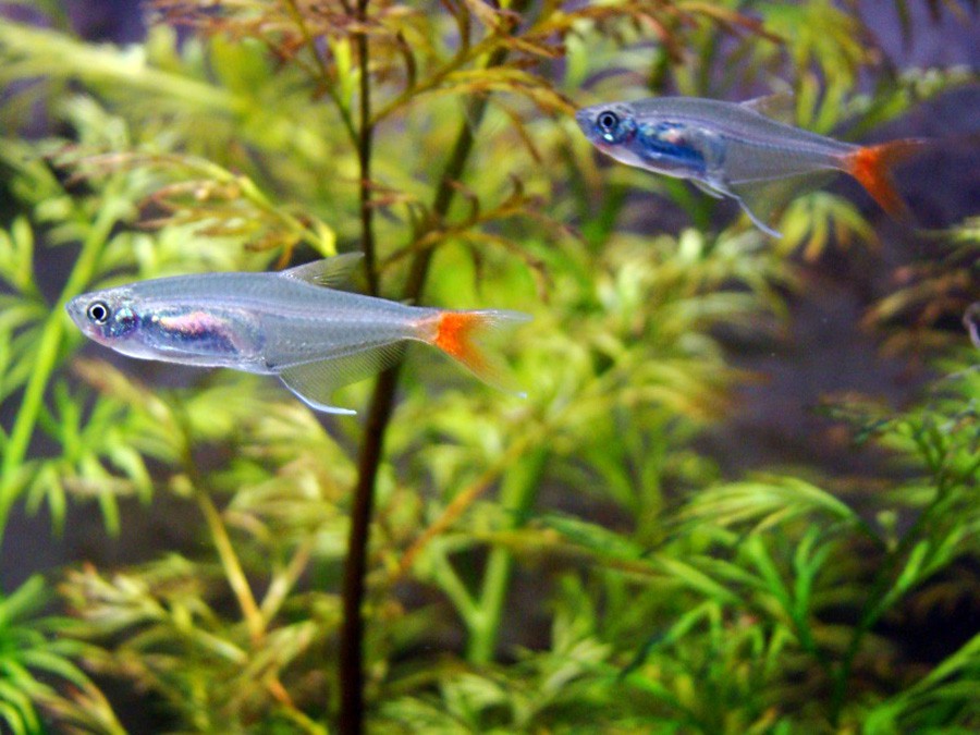 Prionobrama Filigera 5