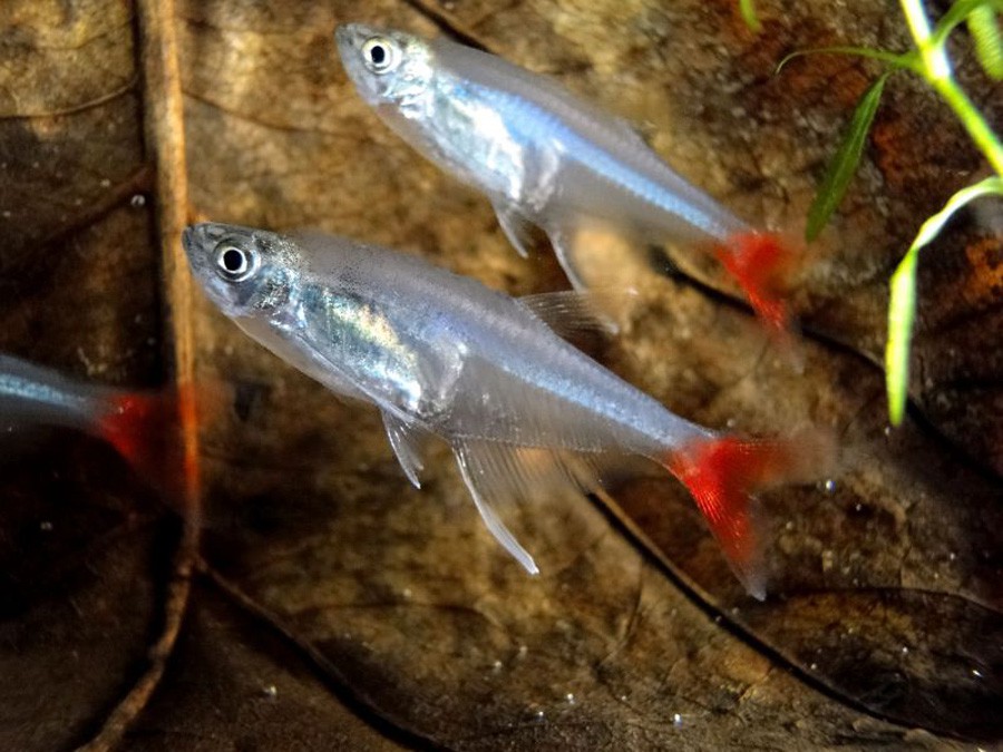 Prionobrama Filigera 6