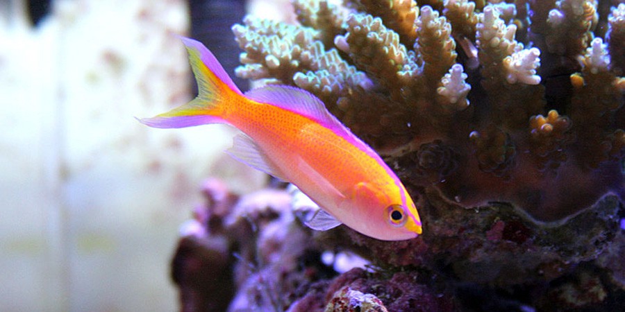 Pseudanthias Parvirostris 2