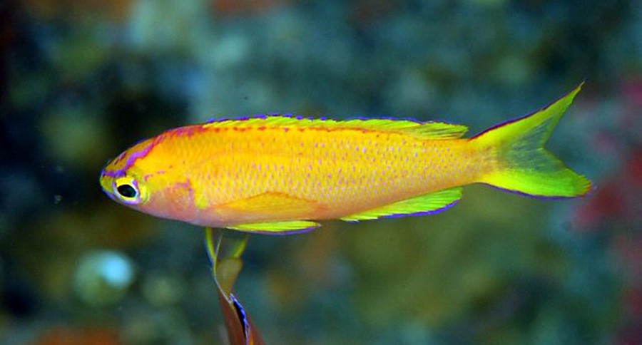 Pseudanthias Parvirostris 3
