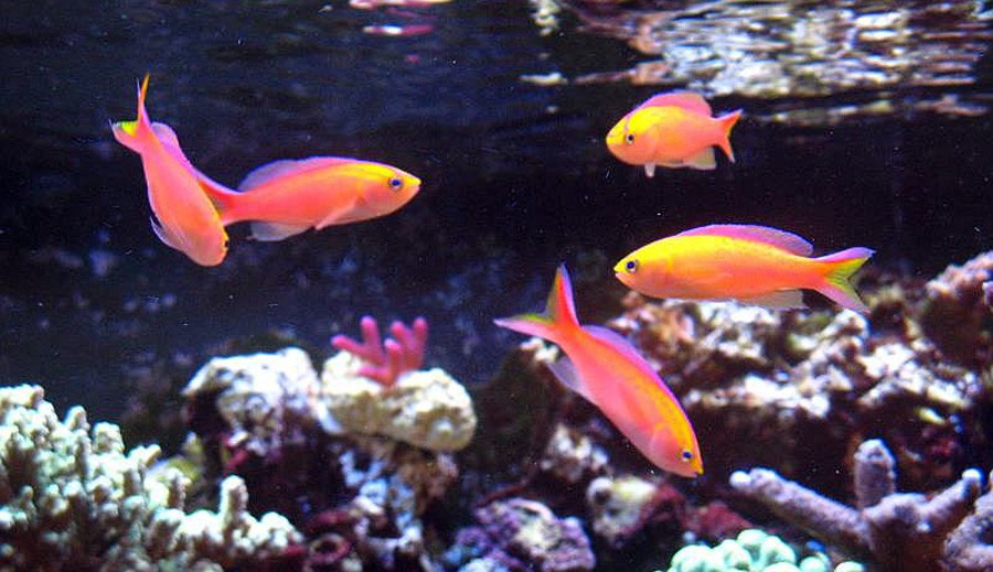 Pseudanthias Parvirostris 4
