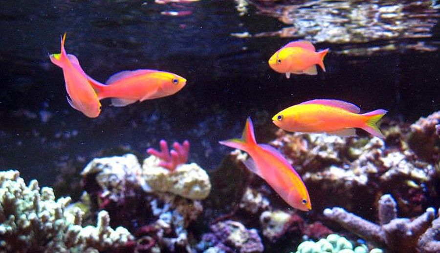 Pseudanthias Parvirostris 4