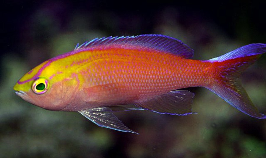 Pseudanthias Parvirostris 5