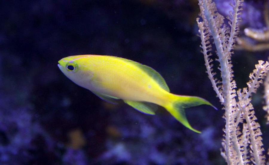 Pseudanthias Parvirostris 6