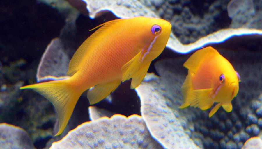 Antias Cola de Lira