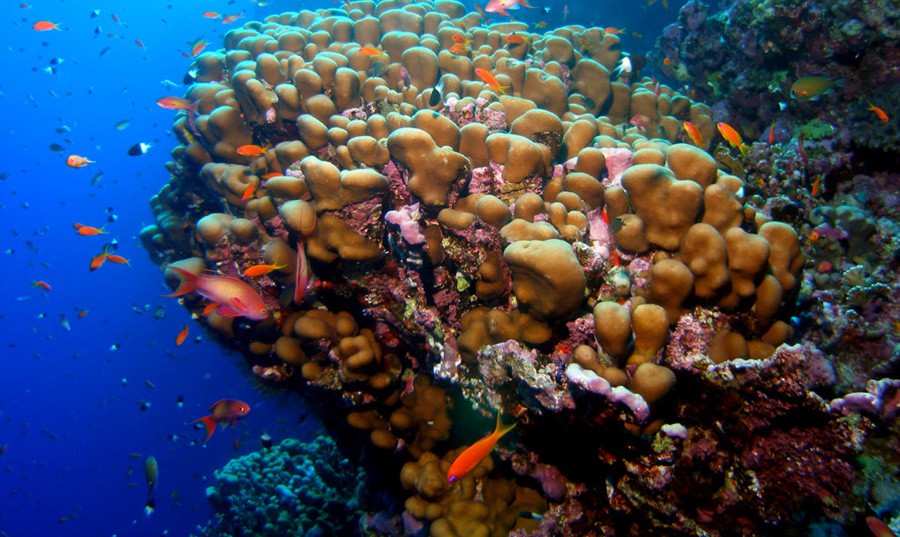 Pseudanthias Squamipinnis 2