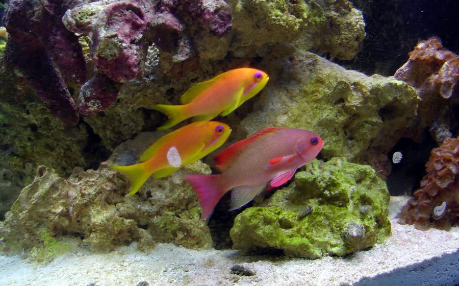 Pseudanthias Squamipinnis 3