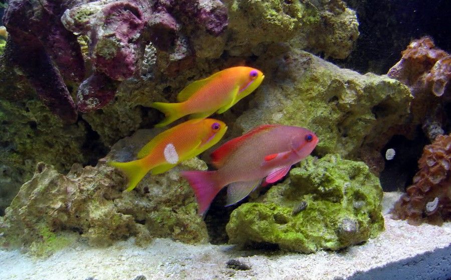 Pseudanthias Squamipinnis 3