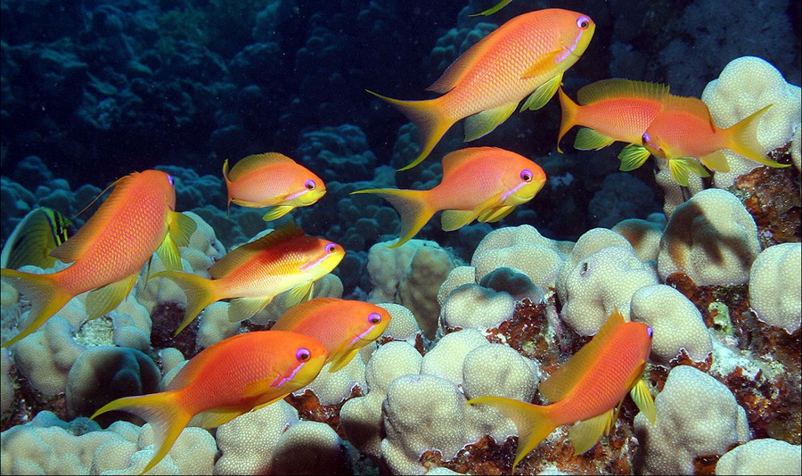 Pseudanthias Squamipinnis 4